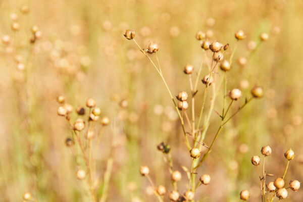Het beste uit de natuur voor jouw haar