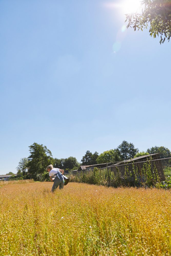 Ivy lijnzaadveld blog