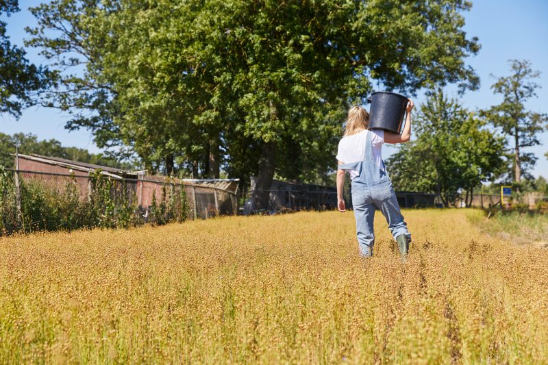 Ivy lijnzaadveld model